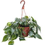 Philodendron Cordatum Heartleaf – view 9