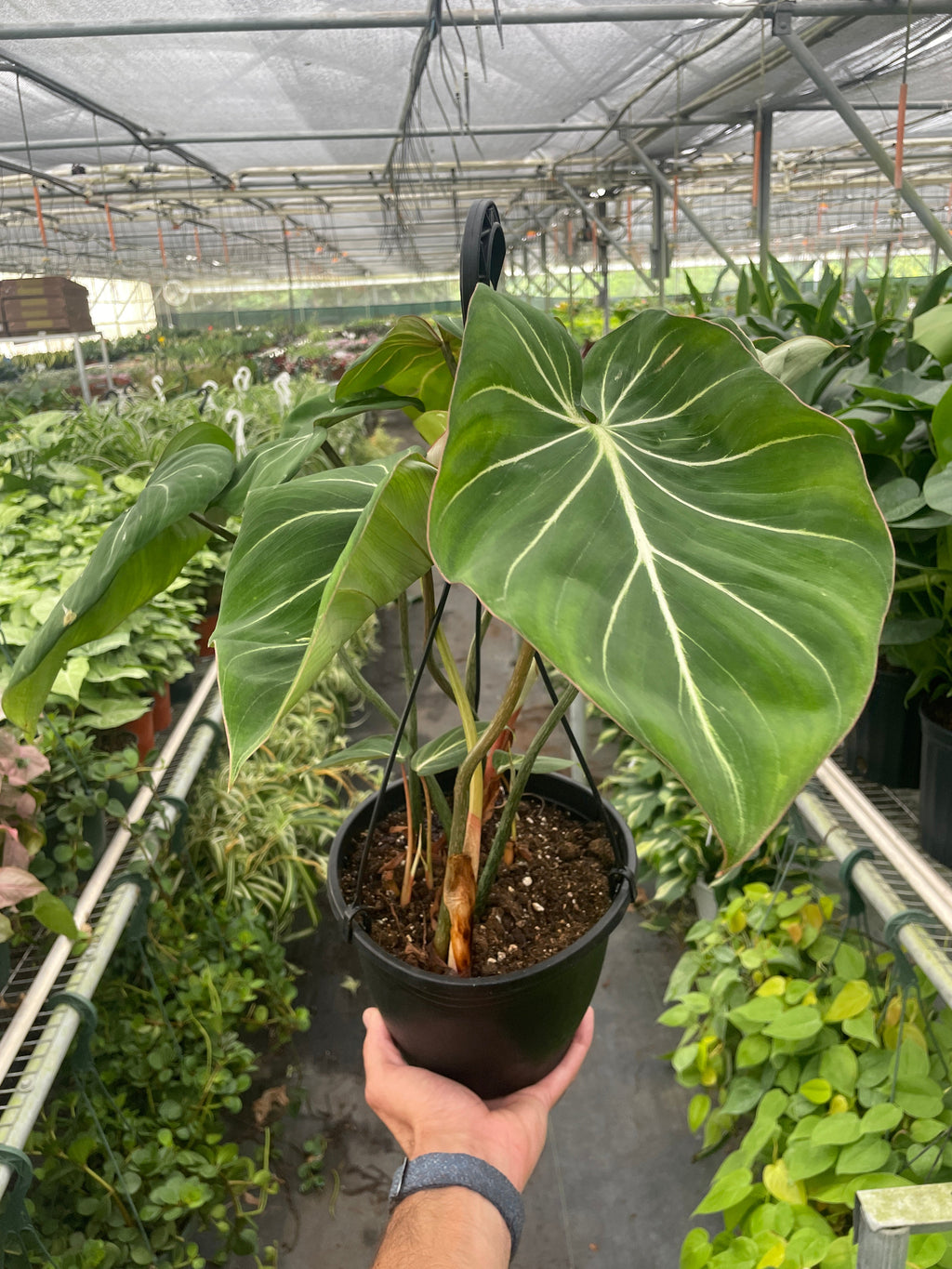 Philodendron Gloriosum – view 6