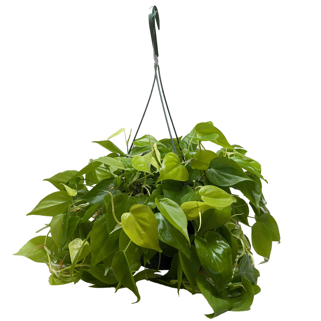 Philodendron 'Neon' – view 6