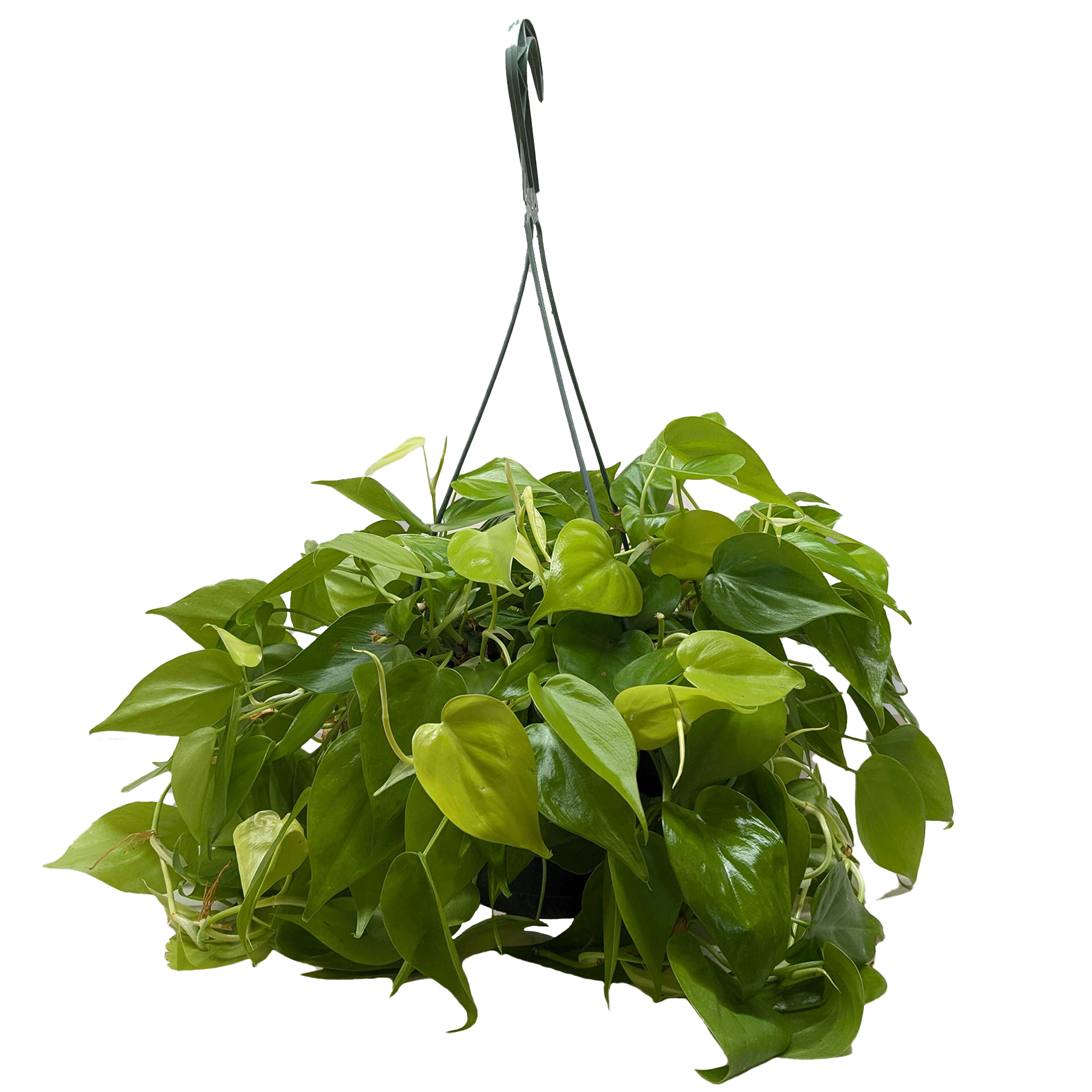Philodendron 'Neon' – view 6