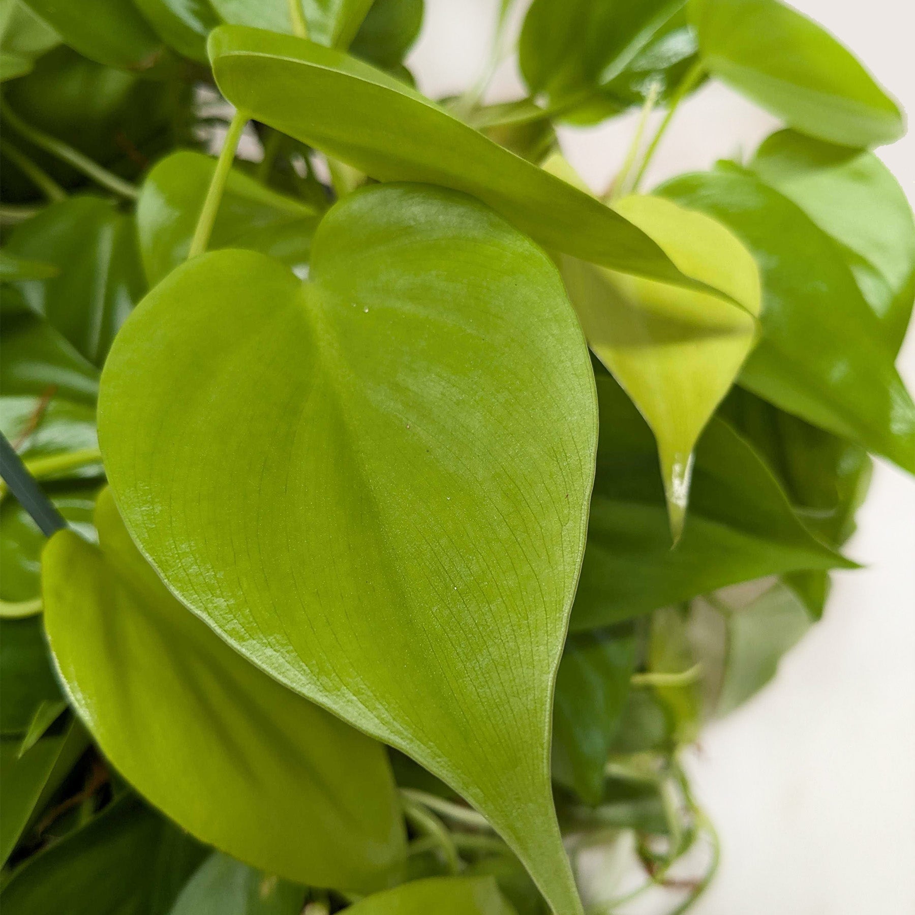 Philodendron 'Neon' – view 5