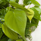 Philodendron 'Neon' – view 5