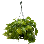 Philodendron 'Neon' – view 6