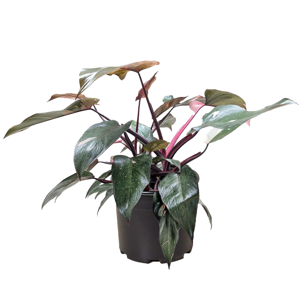 Philodendron 'Pink Princess' – view 6