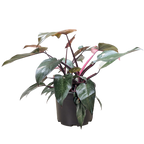 Philodendron 'Pink Princess' – view 6