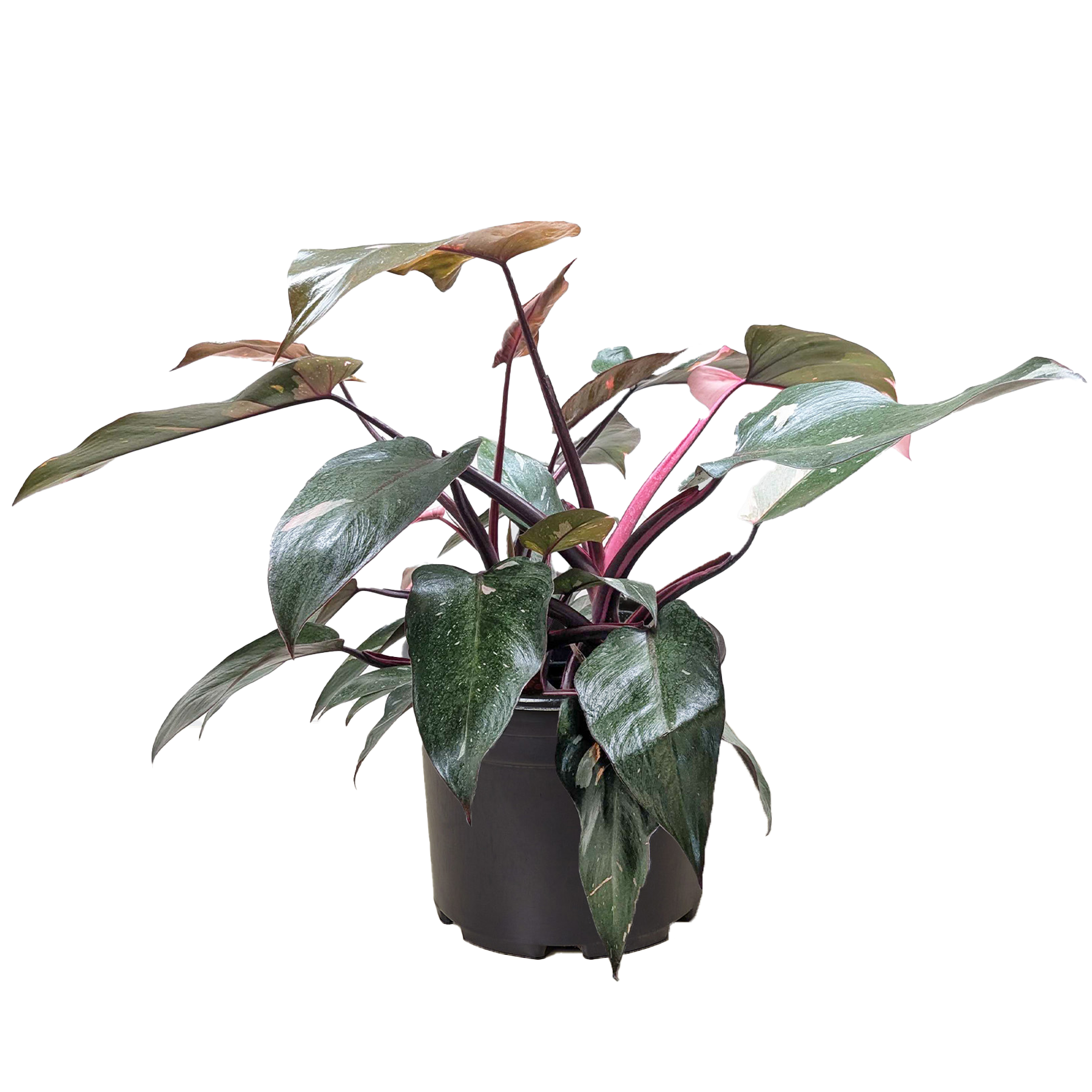 Philodendron 'Pink Princess' – view 6