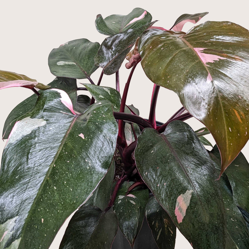 Philodendron 'Pink Princess' – view 7