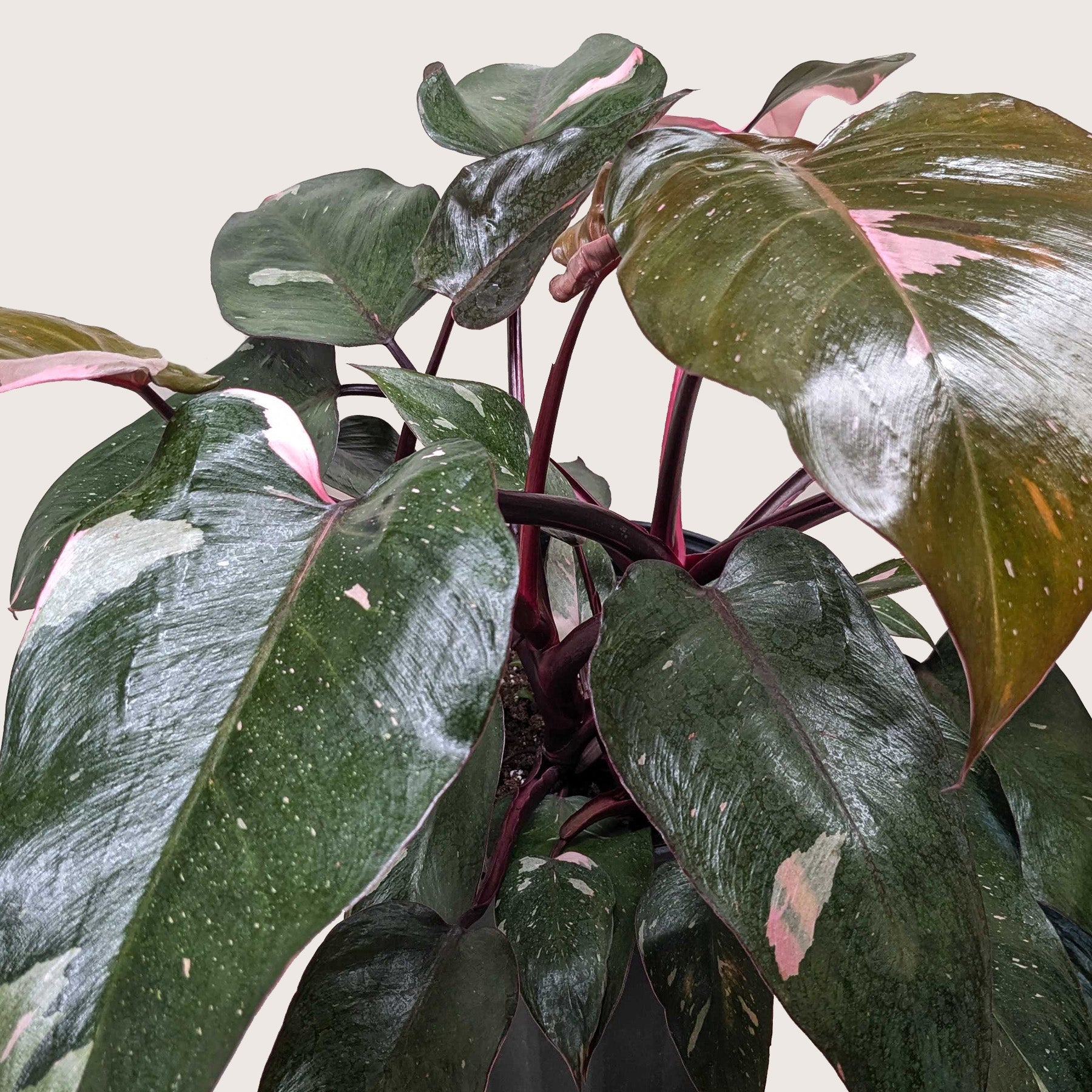 Philodendron 'Pink Princess' – view 7