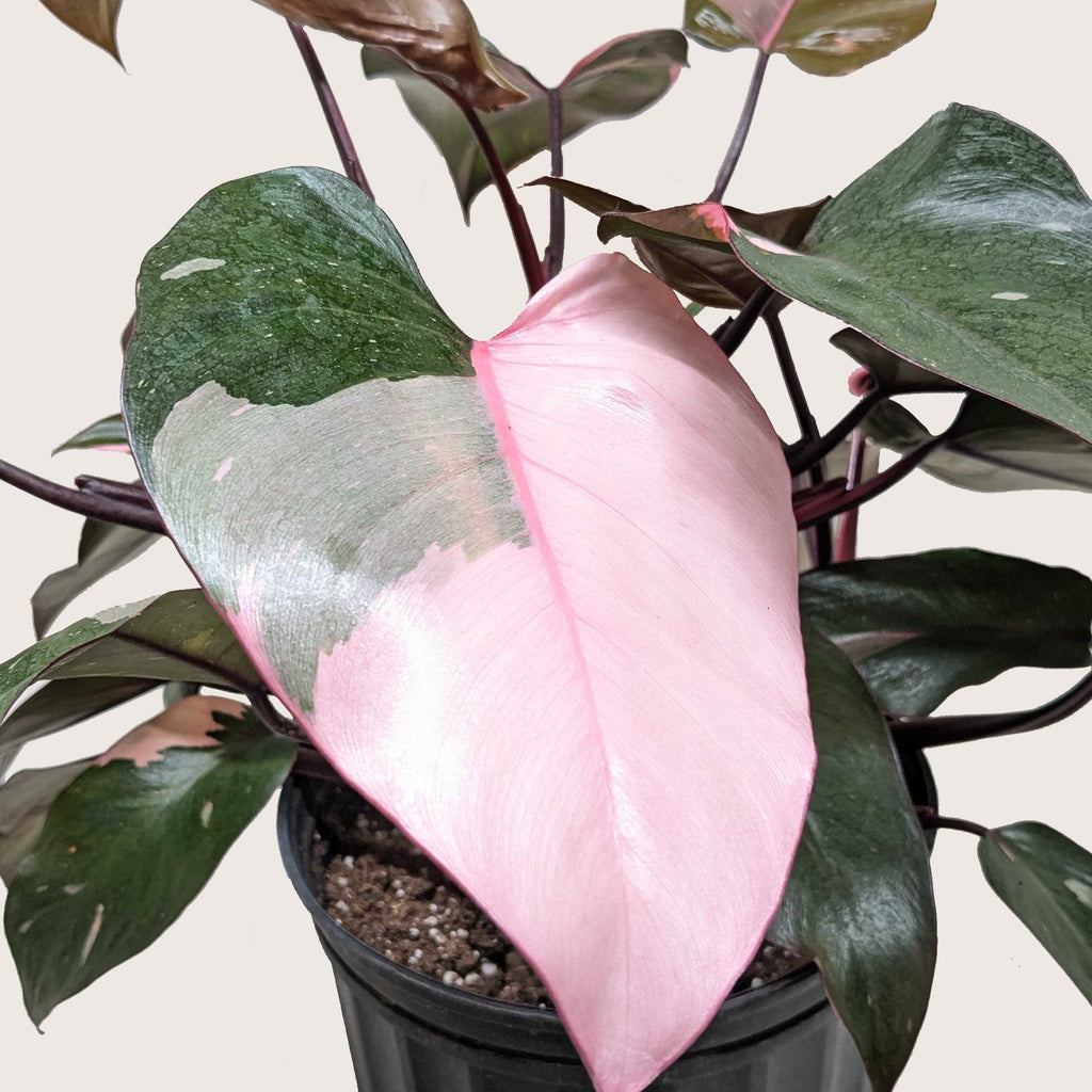 Philodendron 'Pink Princess' – view 8