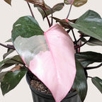Philodendron 'Pink Princess' – view 8