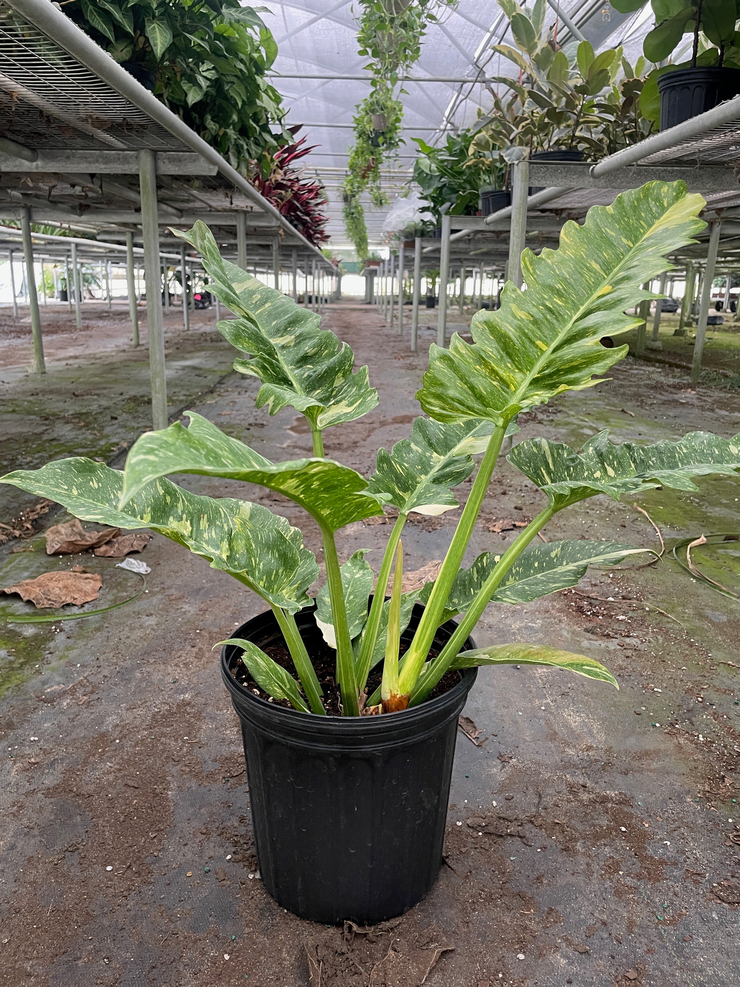 Philodendron Ring of Fire Variegated – view 8
