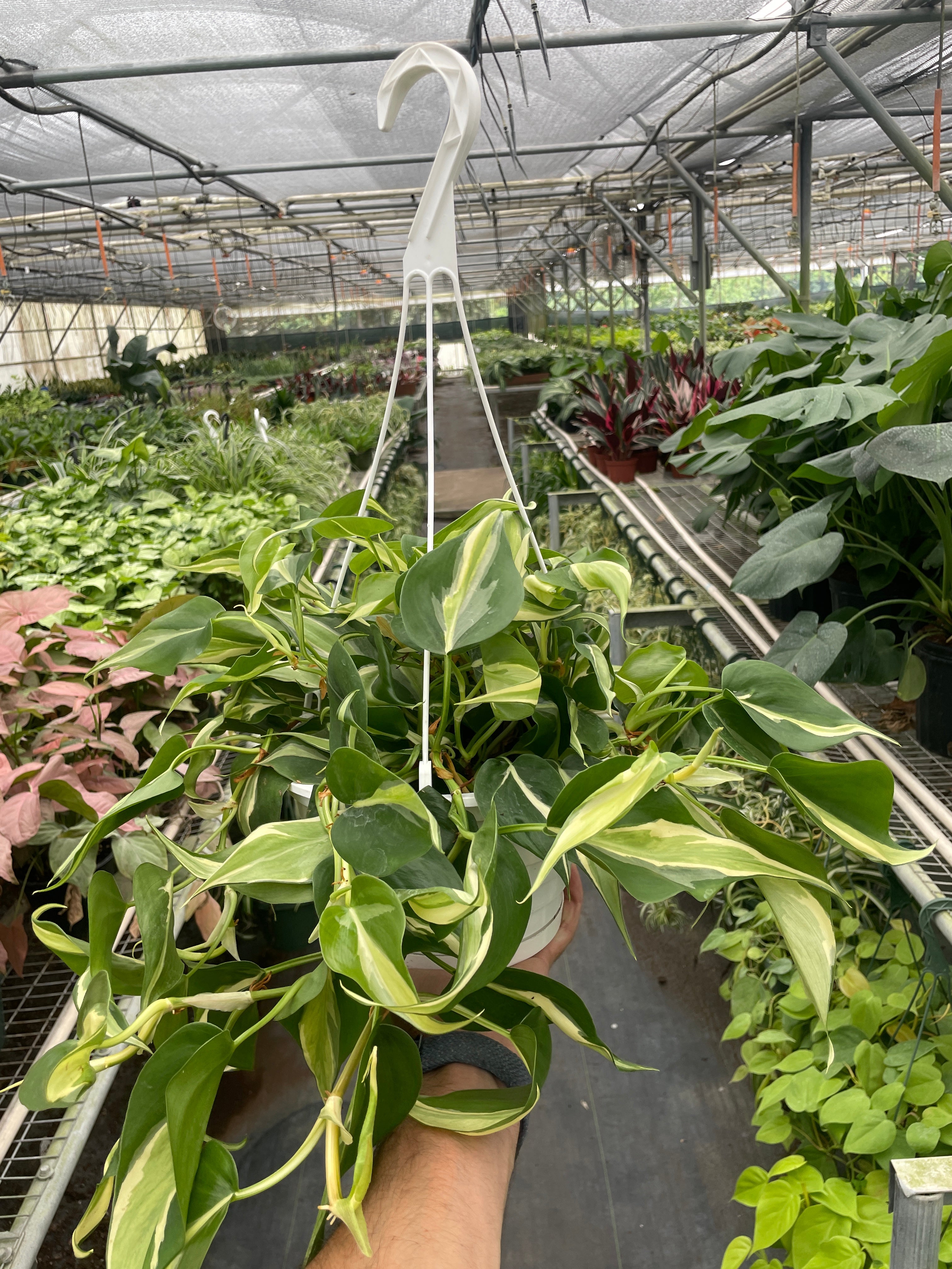 Philodendron 'Silver Stripe' – view 3
