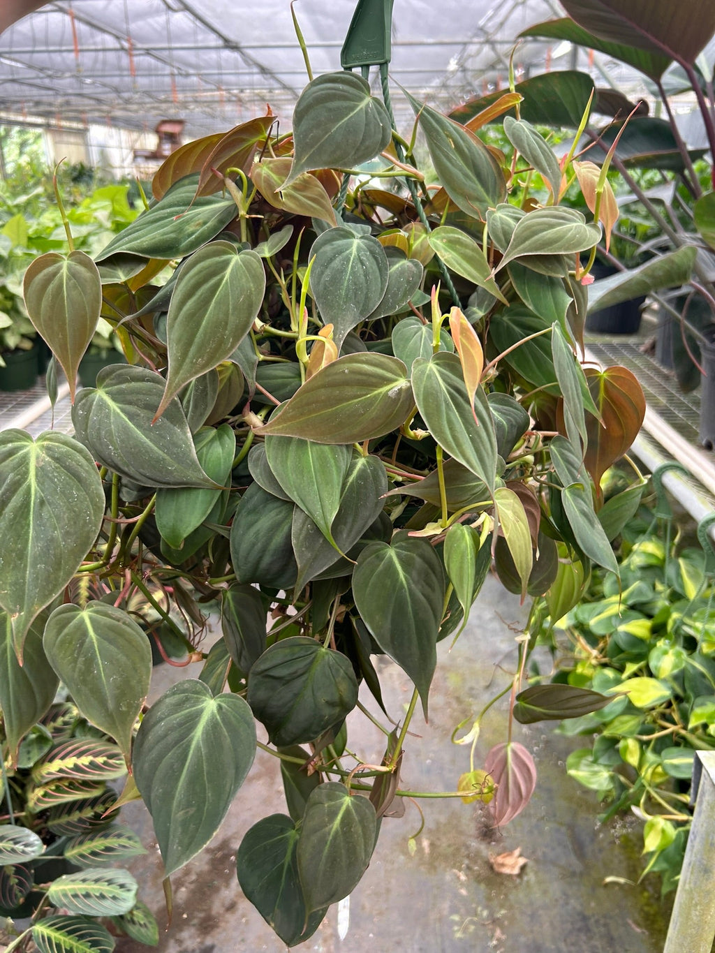 Philodendron 'Velvet' – view 9
