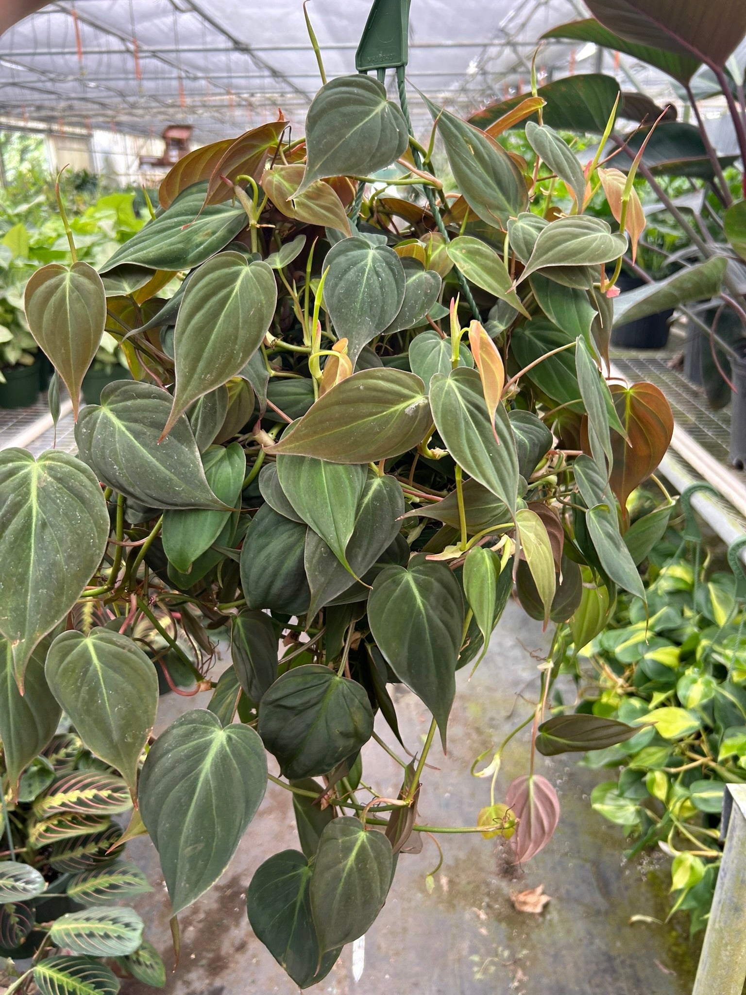 Philodendron 'Velvet' – view 9