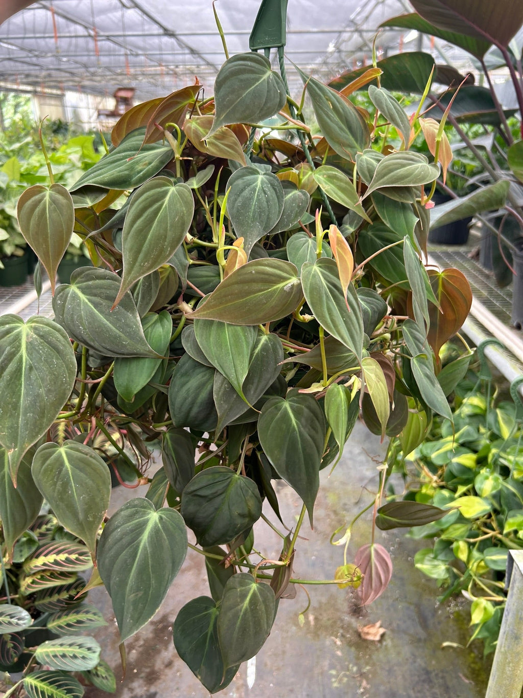 Philodendron 'Velvet' – view 9