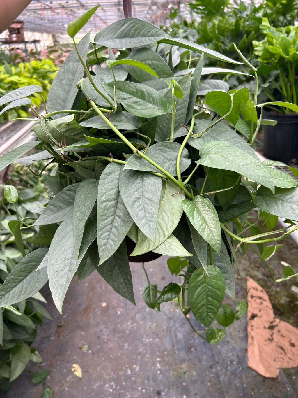 Pothos 'Cebu Blue' – view 5