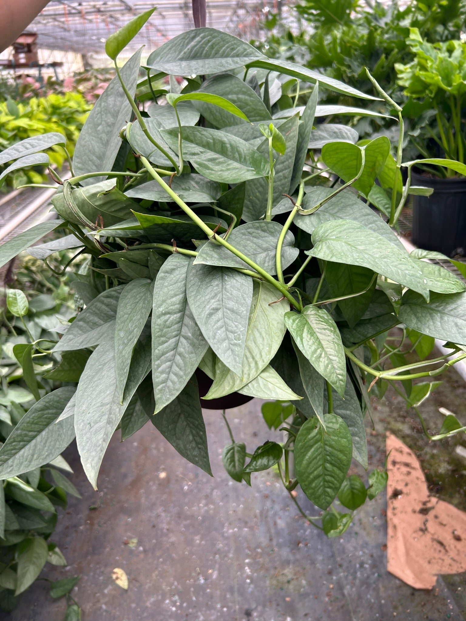 Pothos 'Cebu Blue' – view 5