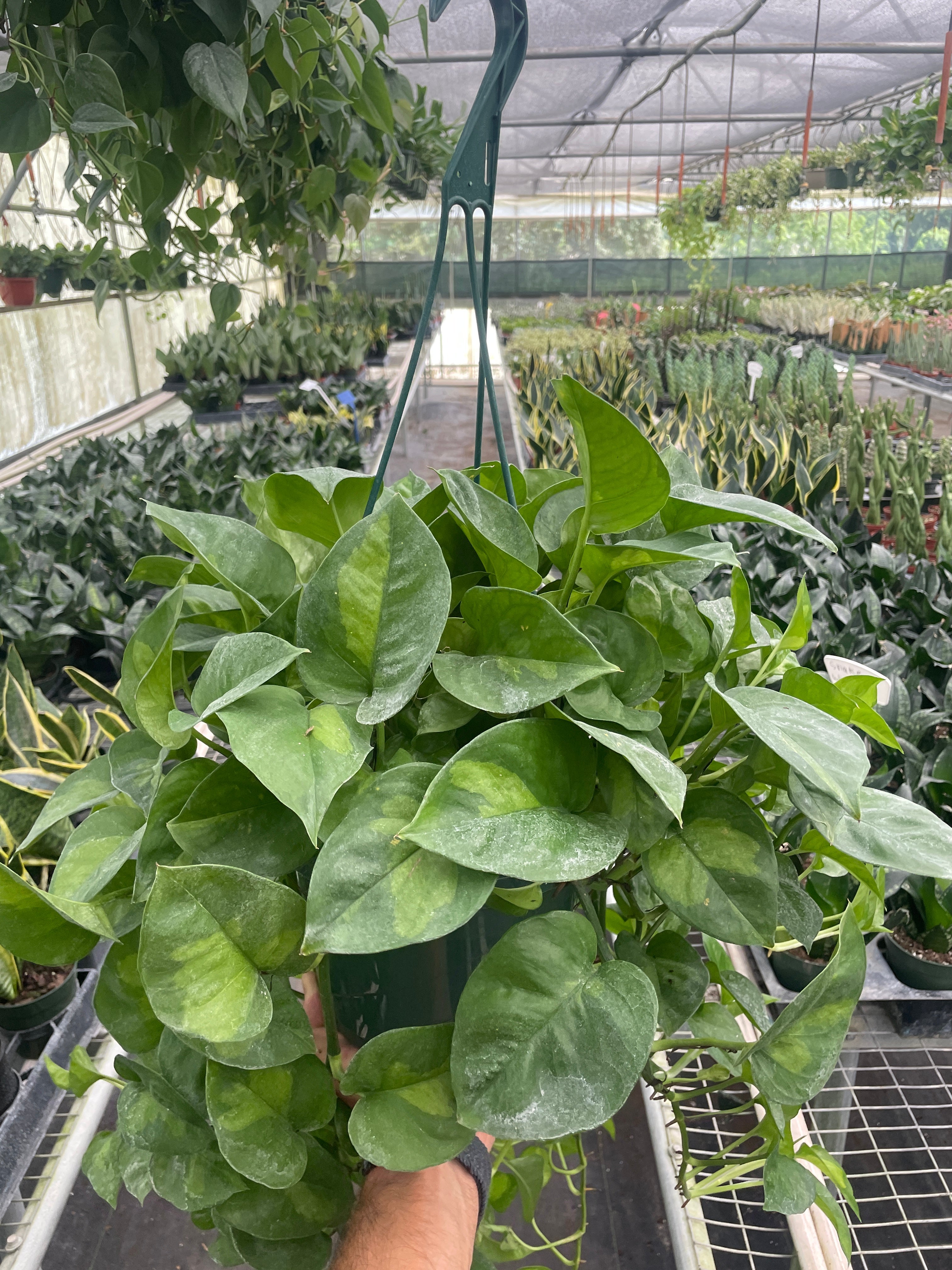 Pothos 'Global Green' – view 5