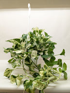 Pothos Manjula – view 3