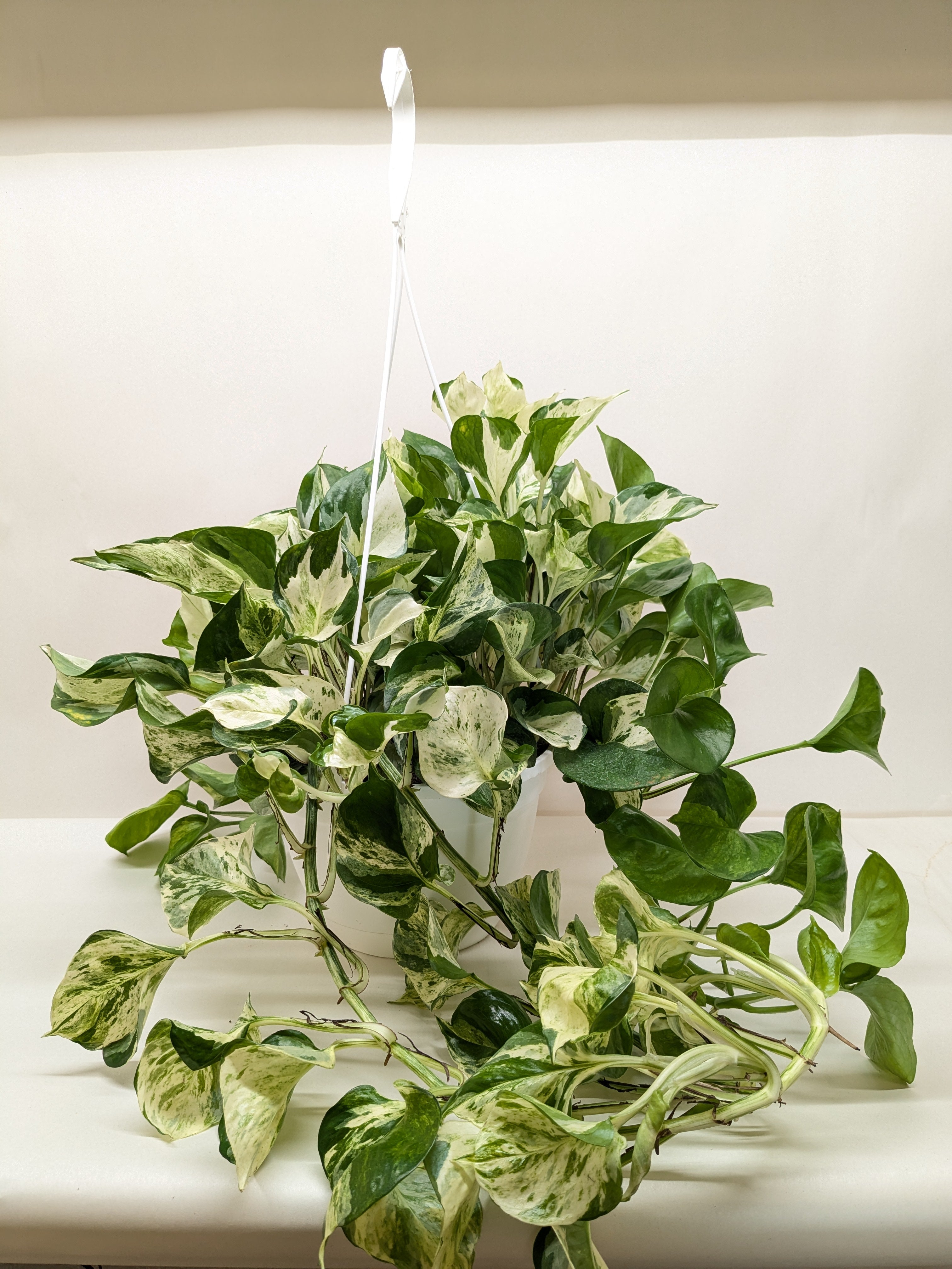 Pothos Manjula – view 3