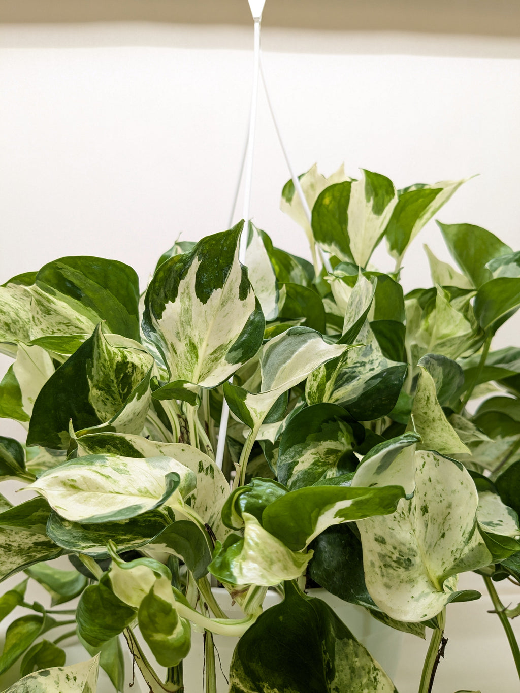 Pothos Manjula – view 4