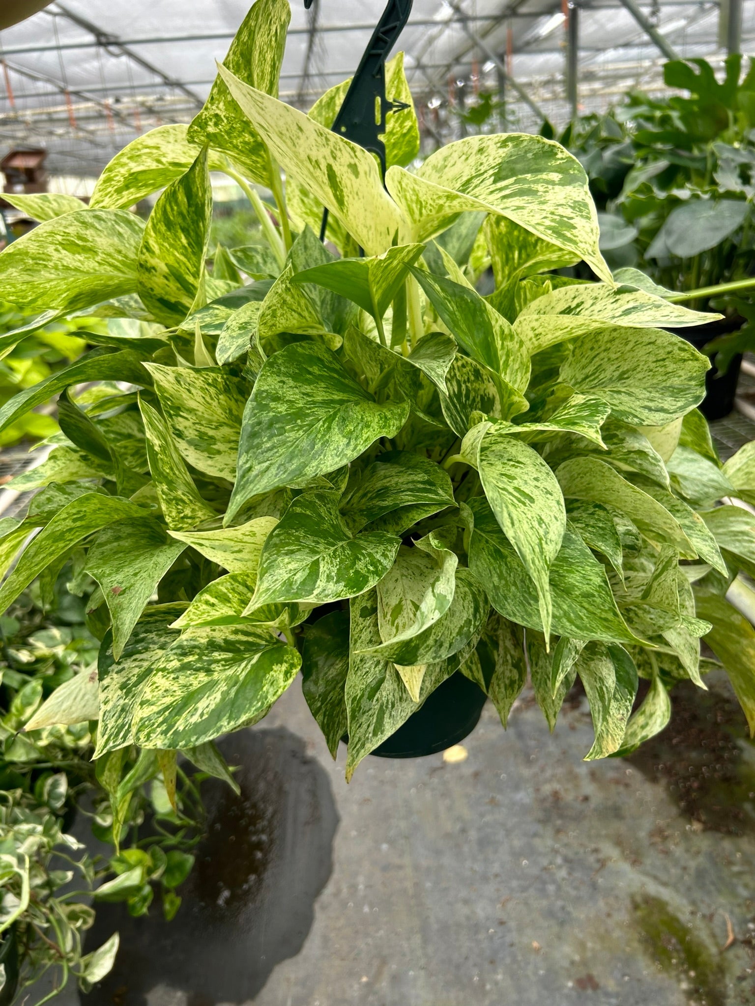 Pothos 'Marble Queen' – view 7