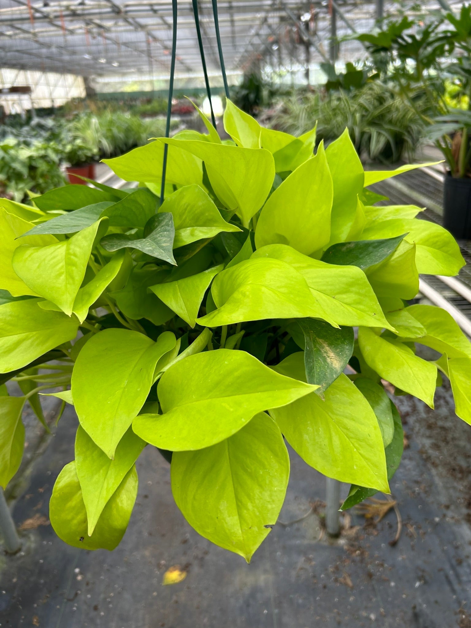Pothos 'Neon' – view 6