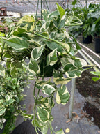 Pothos 'N'joy' – view 7