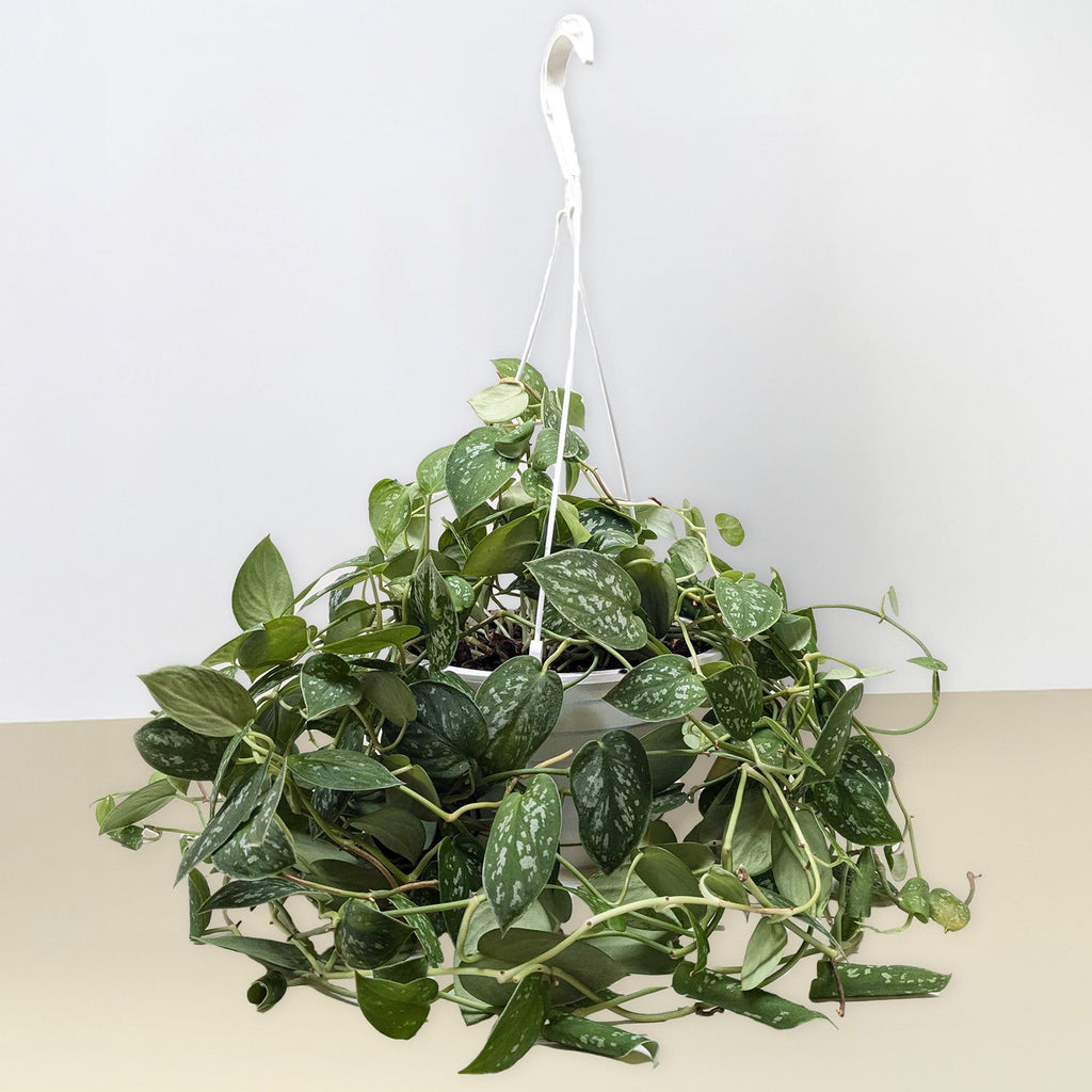 Pothos 'Satin' – view 8