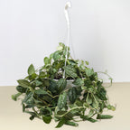 Pothos 'Satin' – view 8