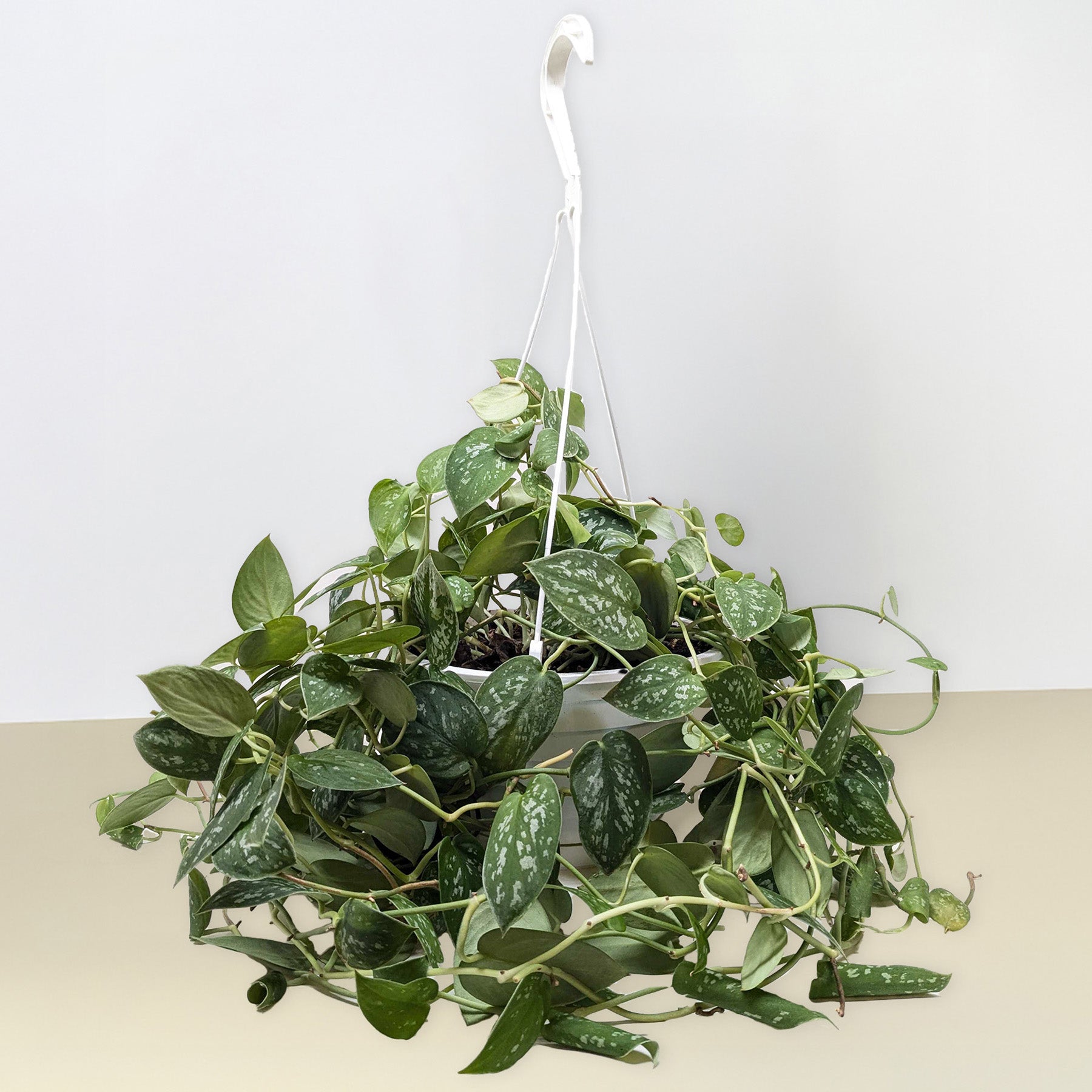 Pothos 'Satin' – view 8