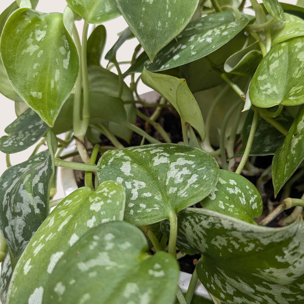 Pothos 'Satin' – view 9