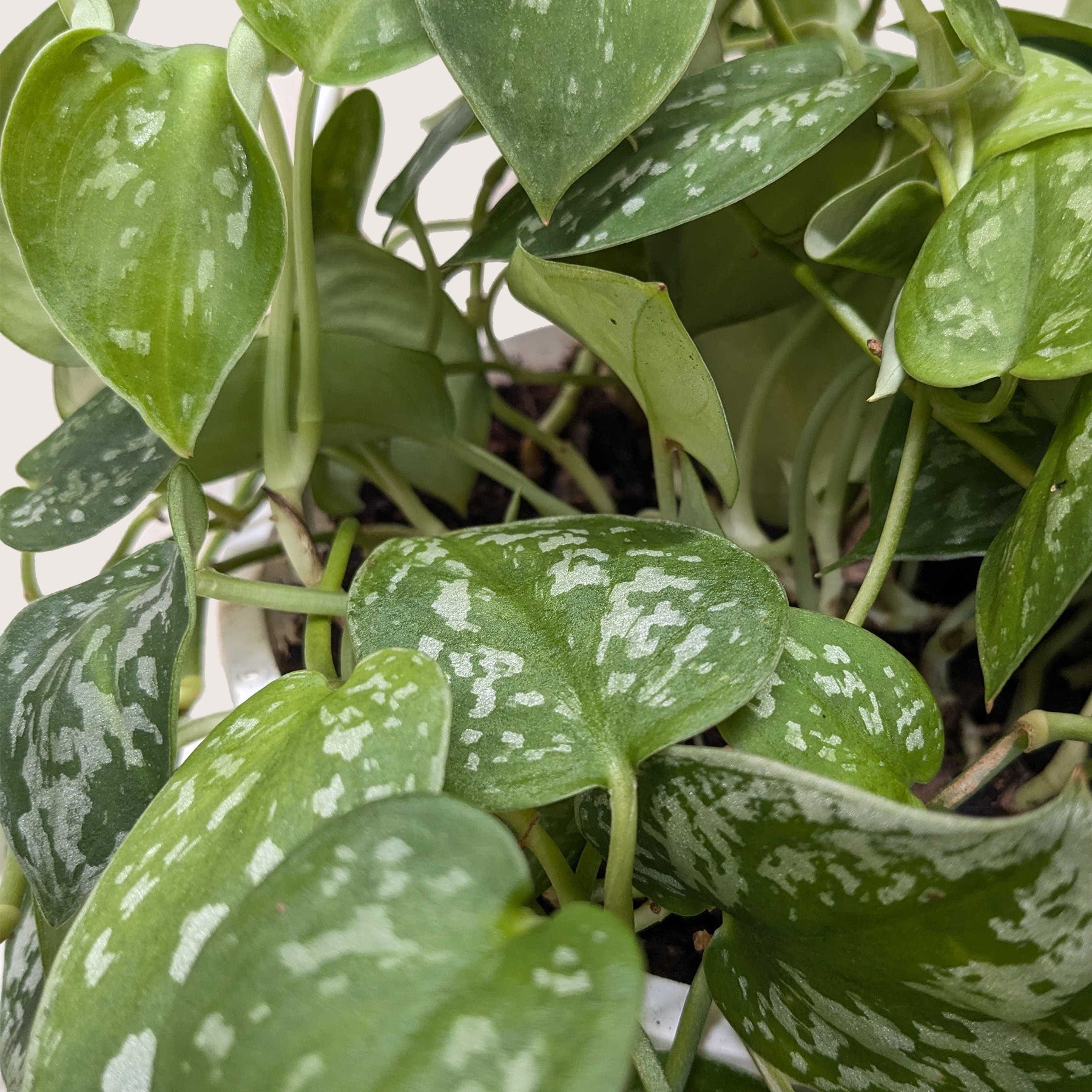 Pothos 'Satin' – view 9