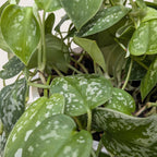 Pothos 'Satin' – view 9