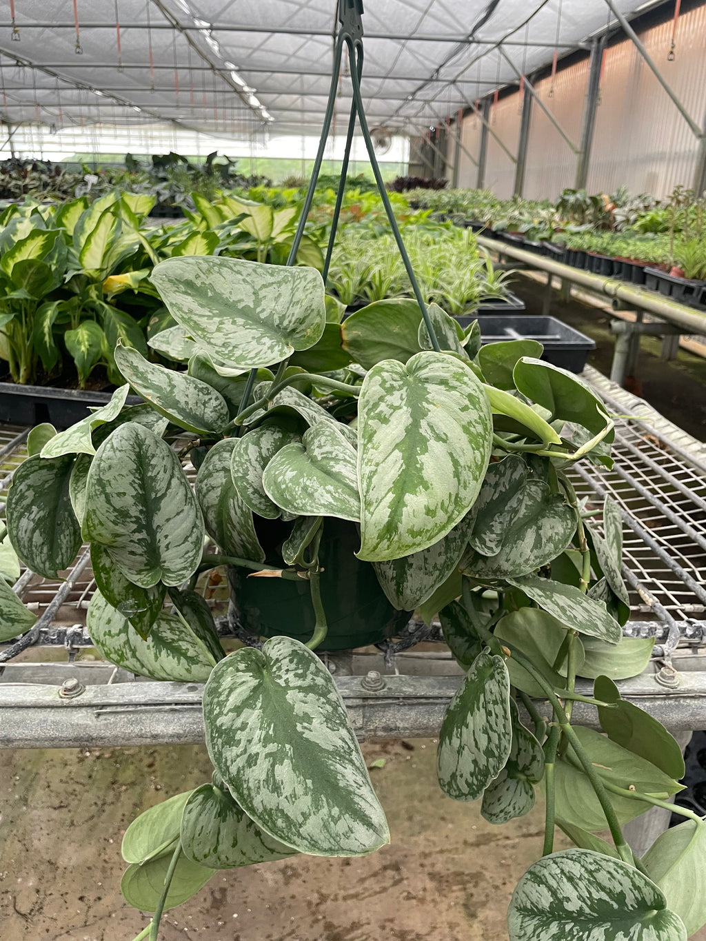 Pothos 'Silver Splash' – view 2