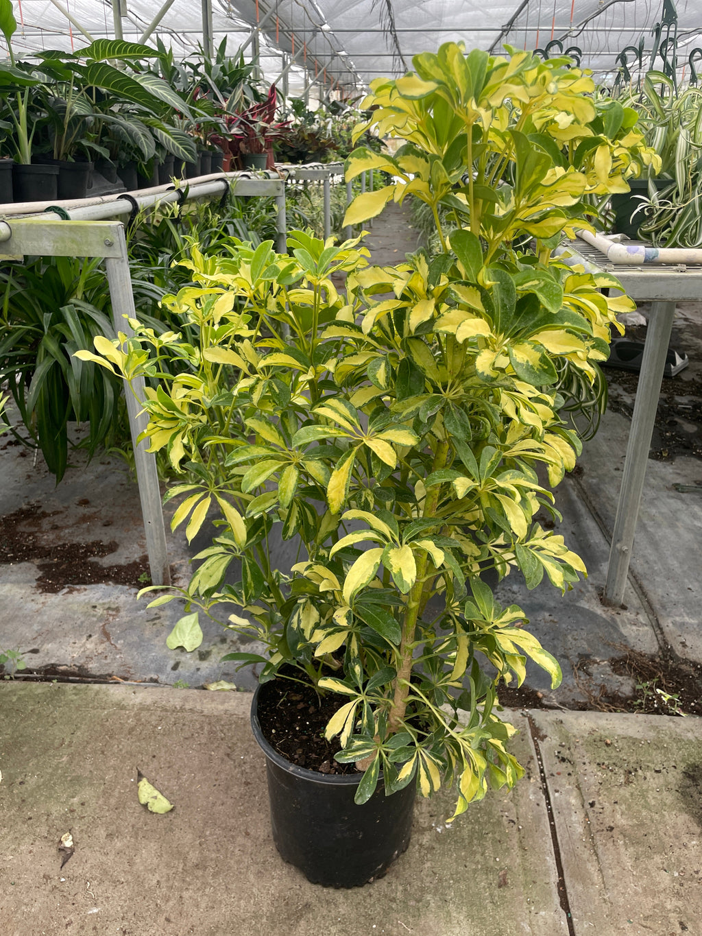 Schefflera Variegated – view 6