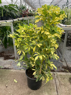 Schefflera Variegated – view 6
