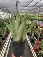 Snake Plant 'Sayuri' – view 4