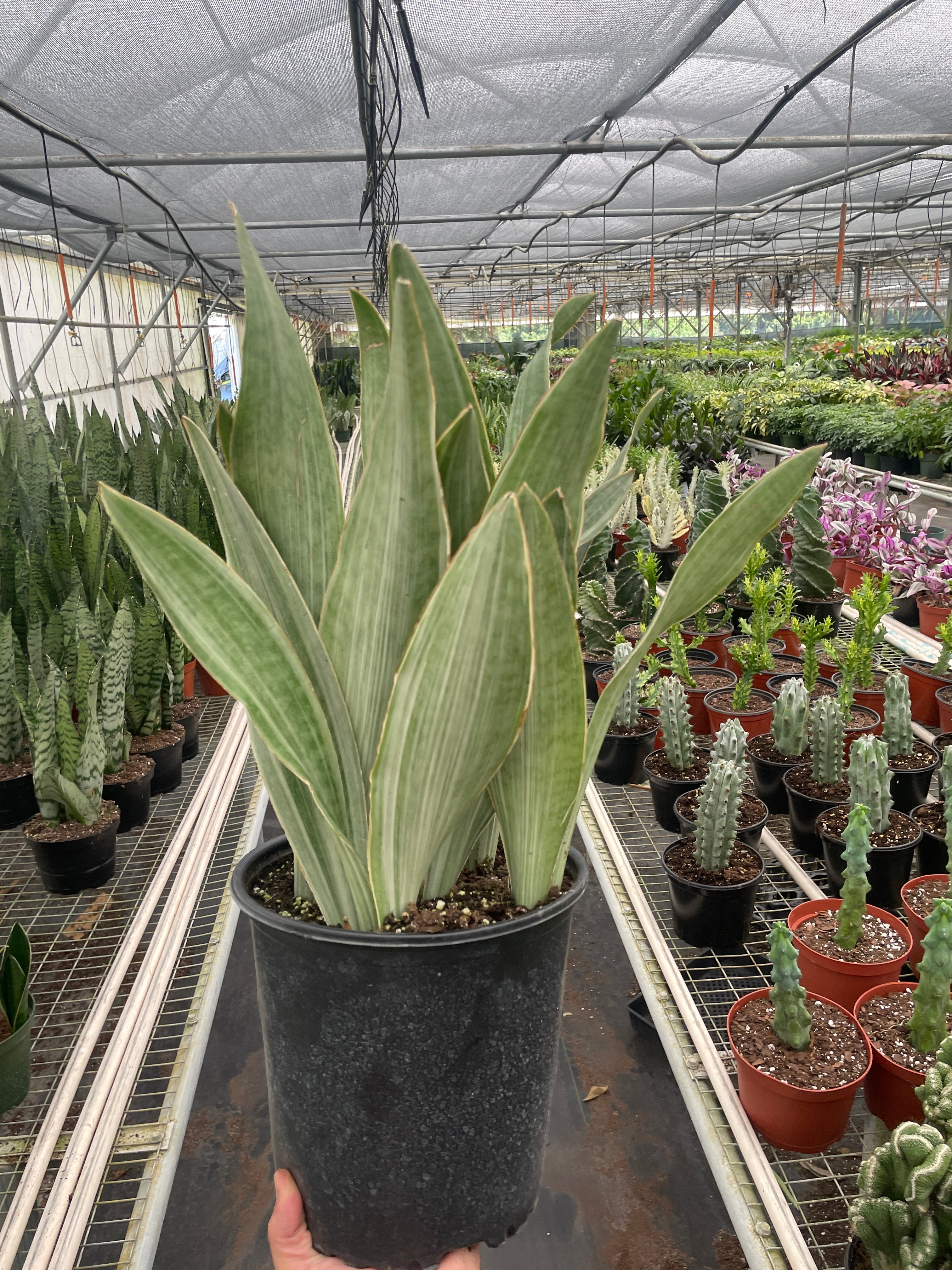Snake Plant 'Sayuri' – view 4