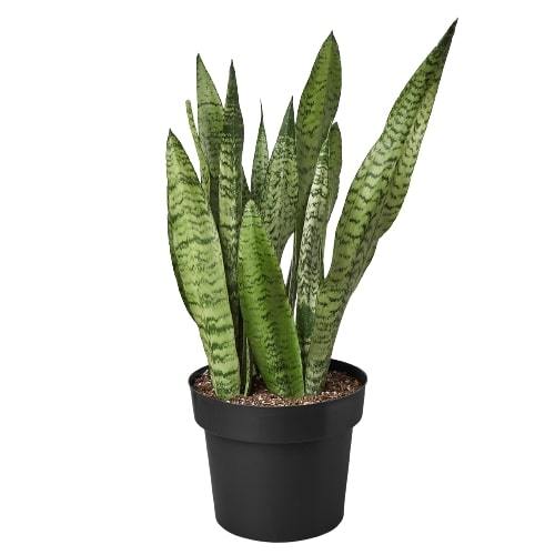 Snake Plant 'Zeylanica' – view 5