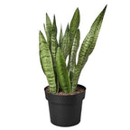 Snake Plant 'Zeylanica' – view 5