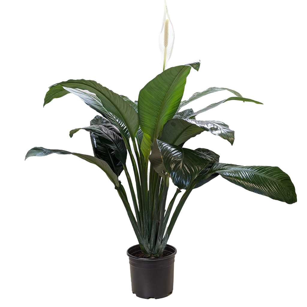 Spathiphyllum 'Peace Lily' – view 5
