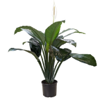 Spathiphyllum 'Peace Lily' – view 5