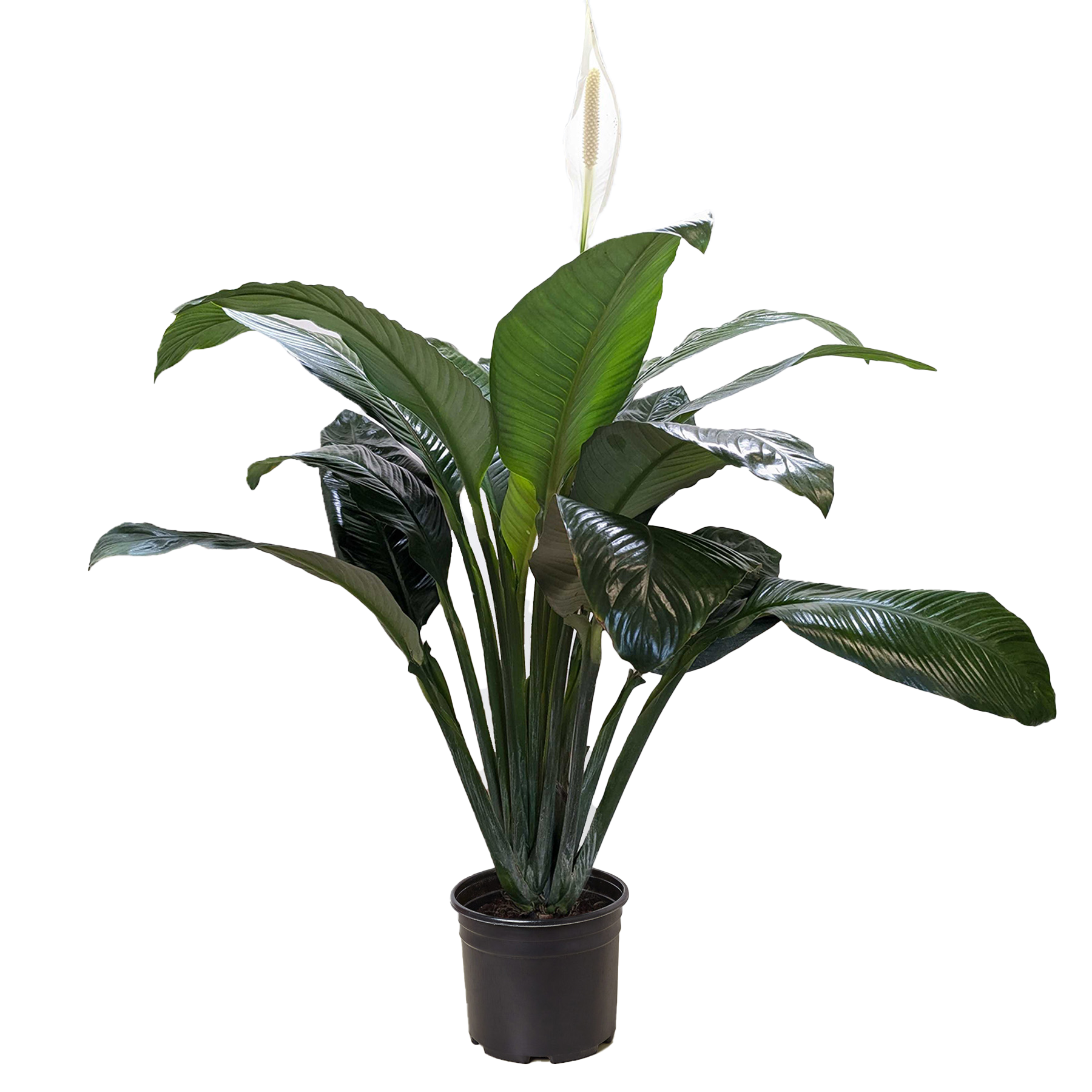 Spathiphyllum 'Peace Lily' – view 5