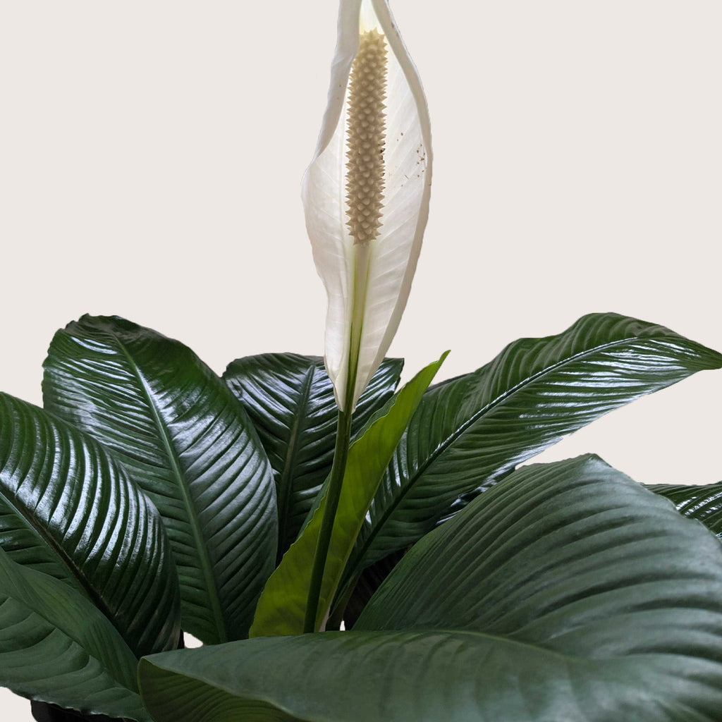 Spathiphyllum 'Peace Lily' – view 6