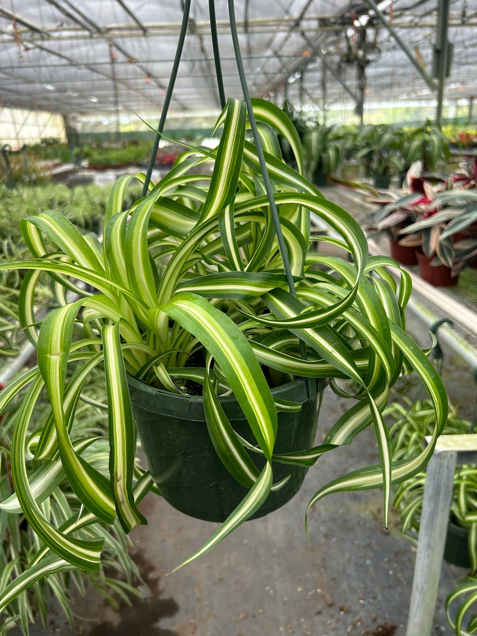 Spider Plant 'Bonnie' – view 6