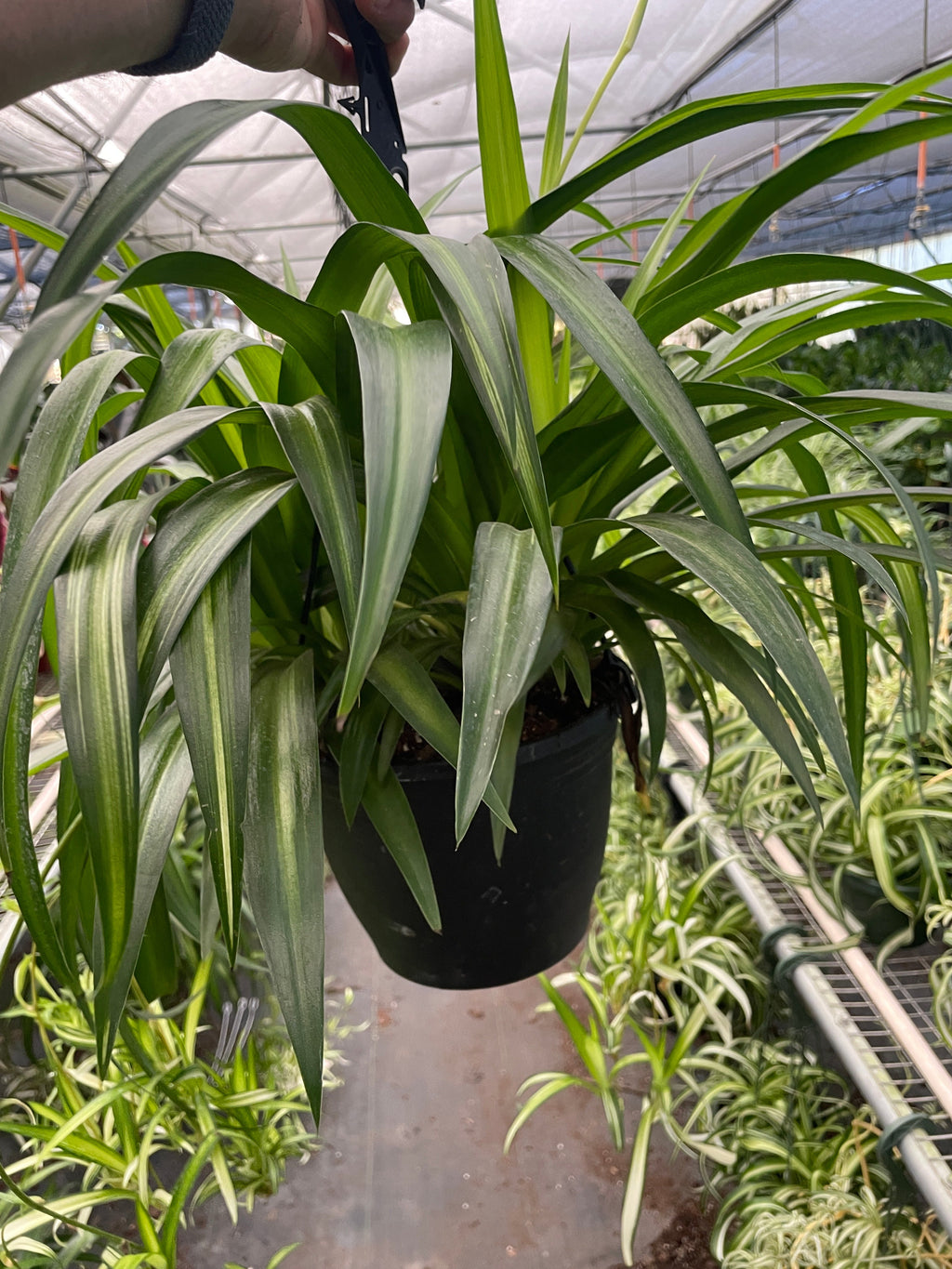 Spider Plant Hawaiian – view 4