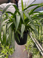 Spider Plant Hawaiian – view 4