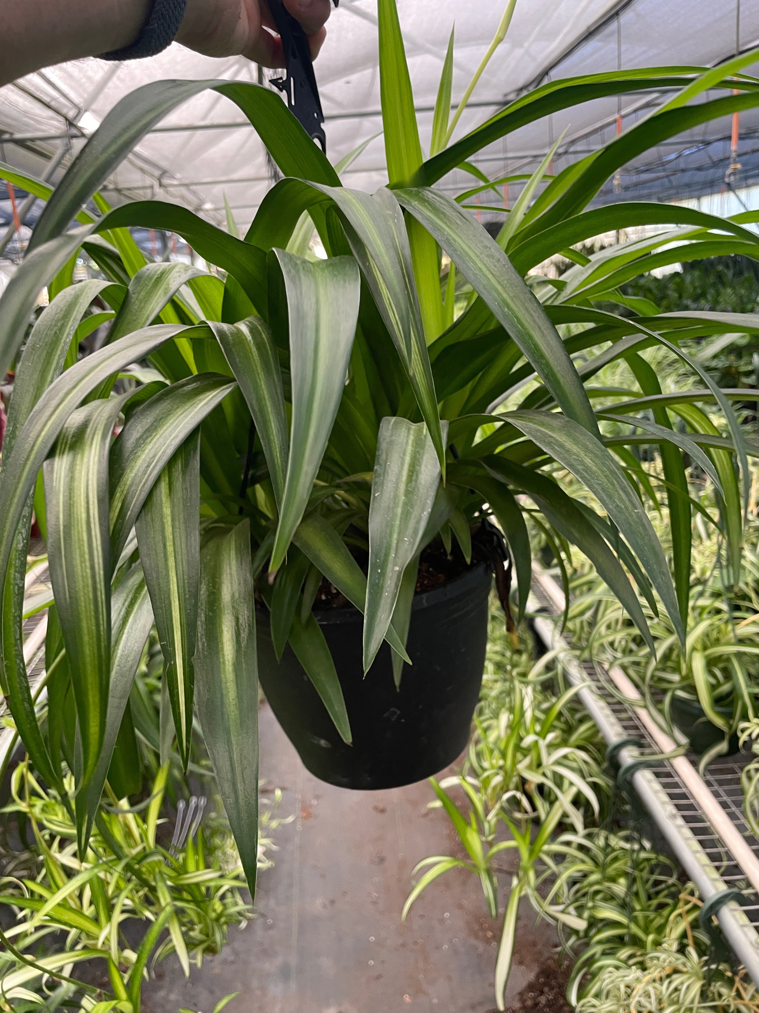 Spider Plant Hawaiian – view 4