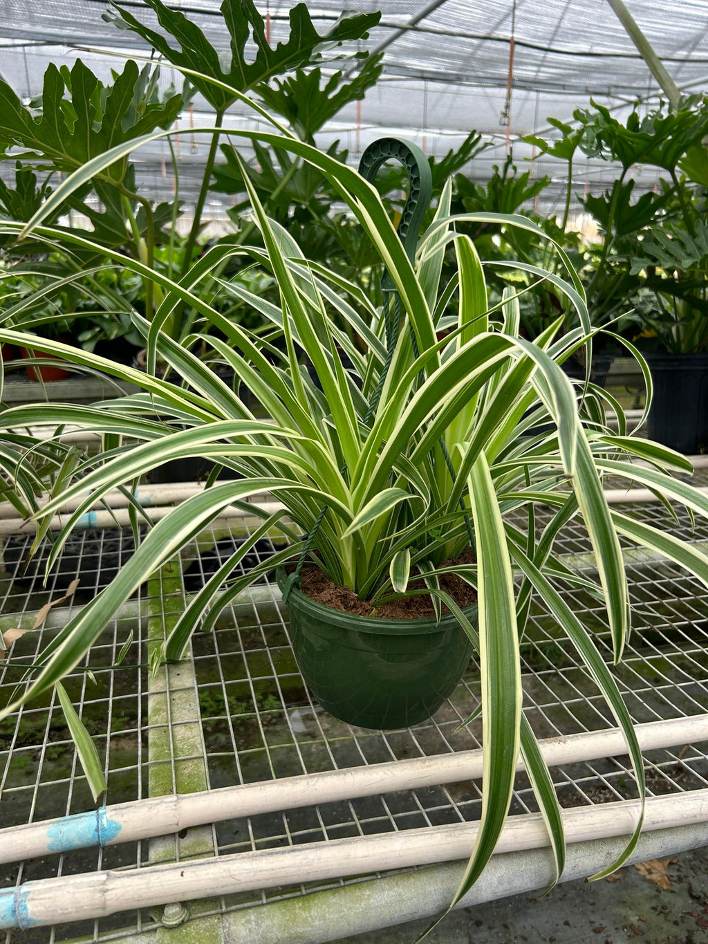 Spider Plant Reverse – view 6